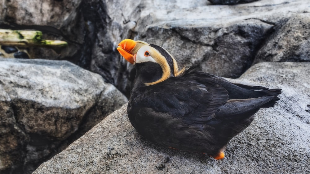 black and white puffin bird on rock