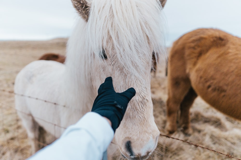 shallow focus photo of person touching gray horse