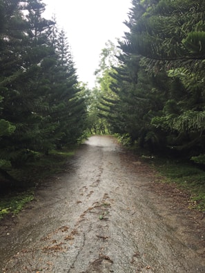 A winding trekking path through dense pine forests alive with chirping birds and wildflowers.