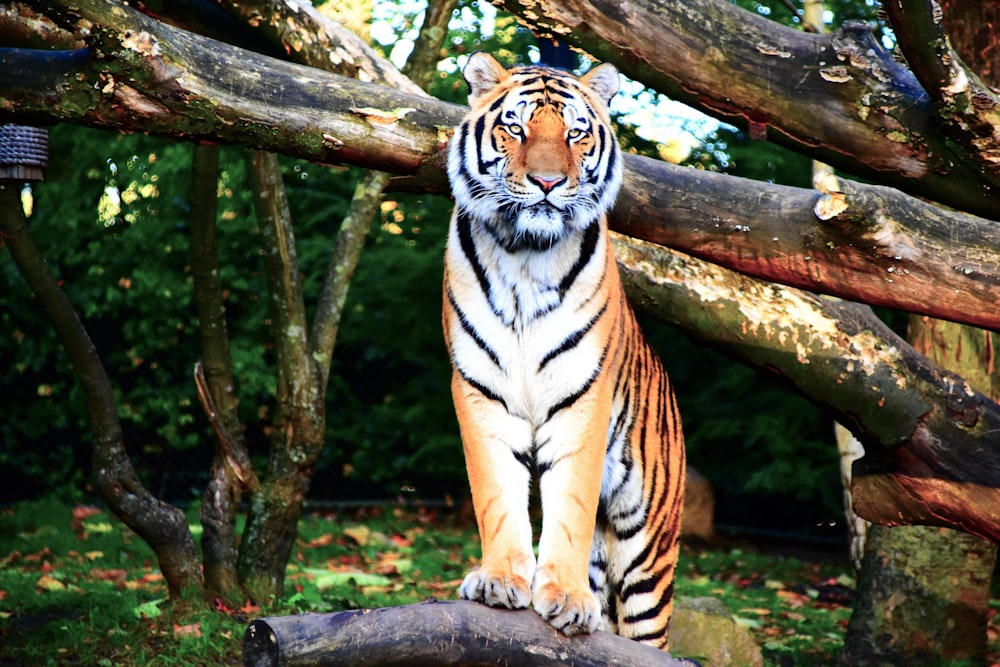 brown tiger standing near tree branch