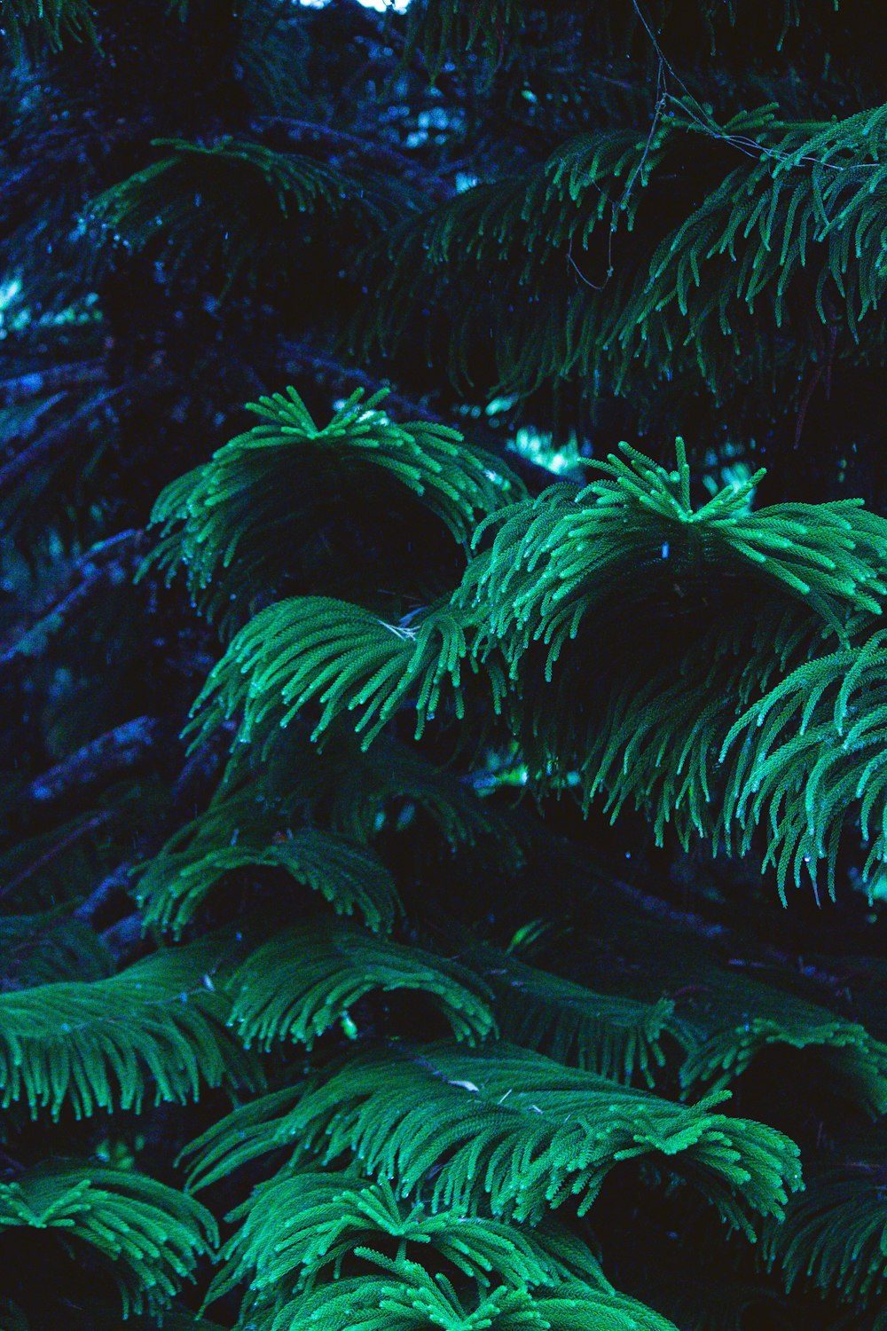 green pine tree close-up photography