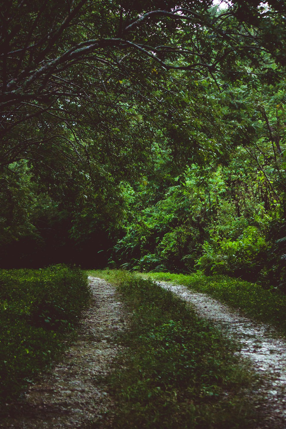 pathway between green trees