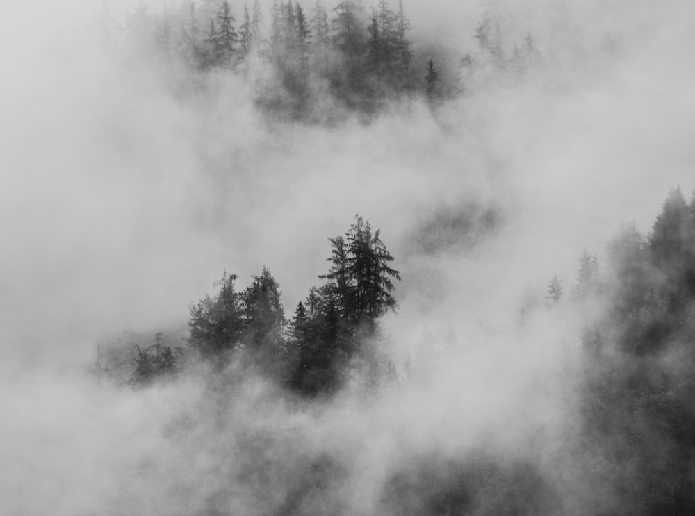 pine trees covered by clouds during daytime