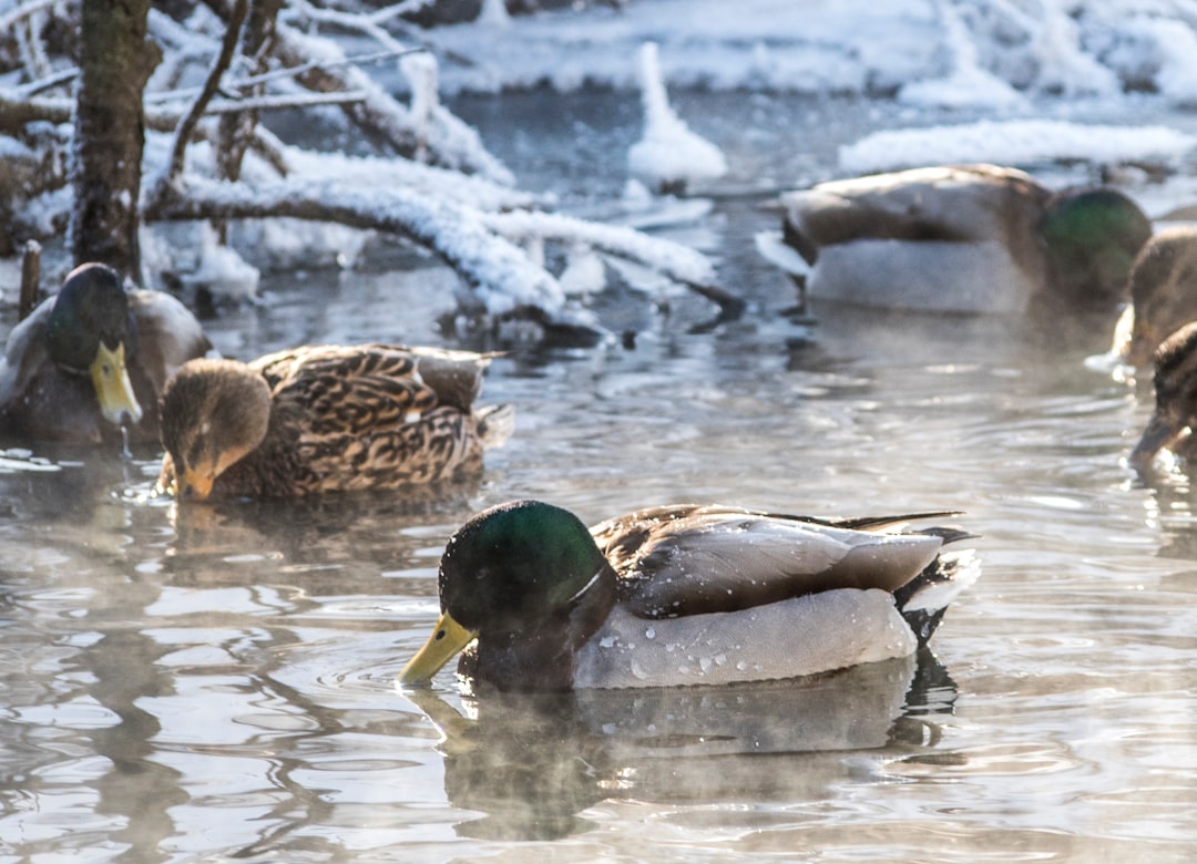 mallard ducks on calm body of water