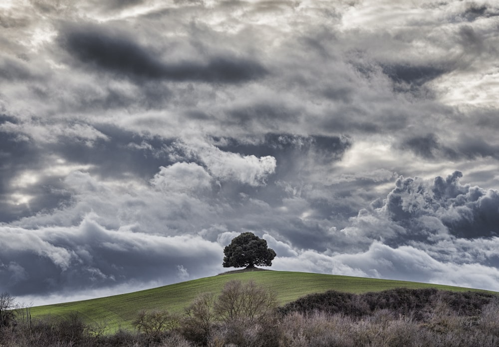 green tree under cloudy sky