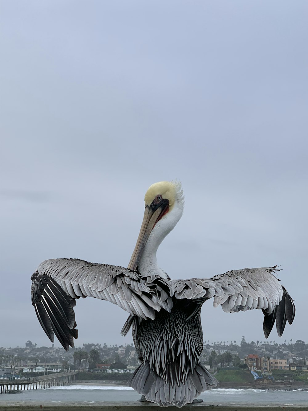 white and yellow bird