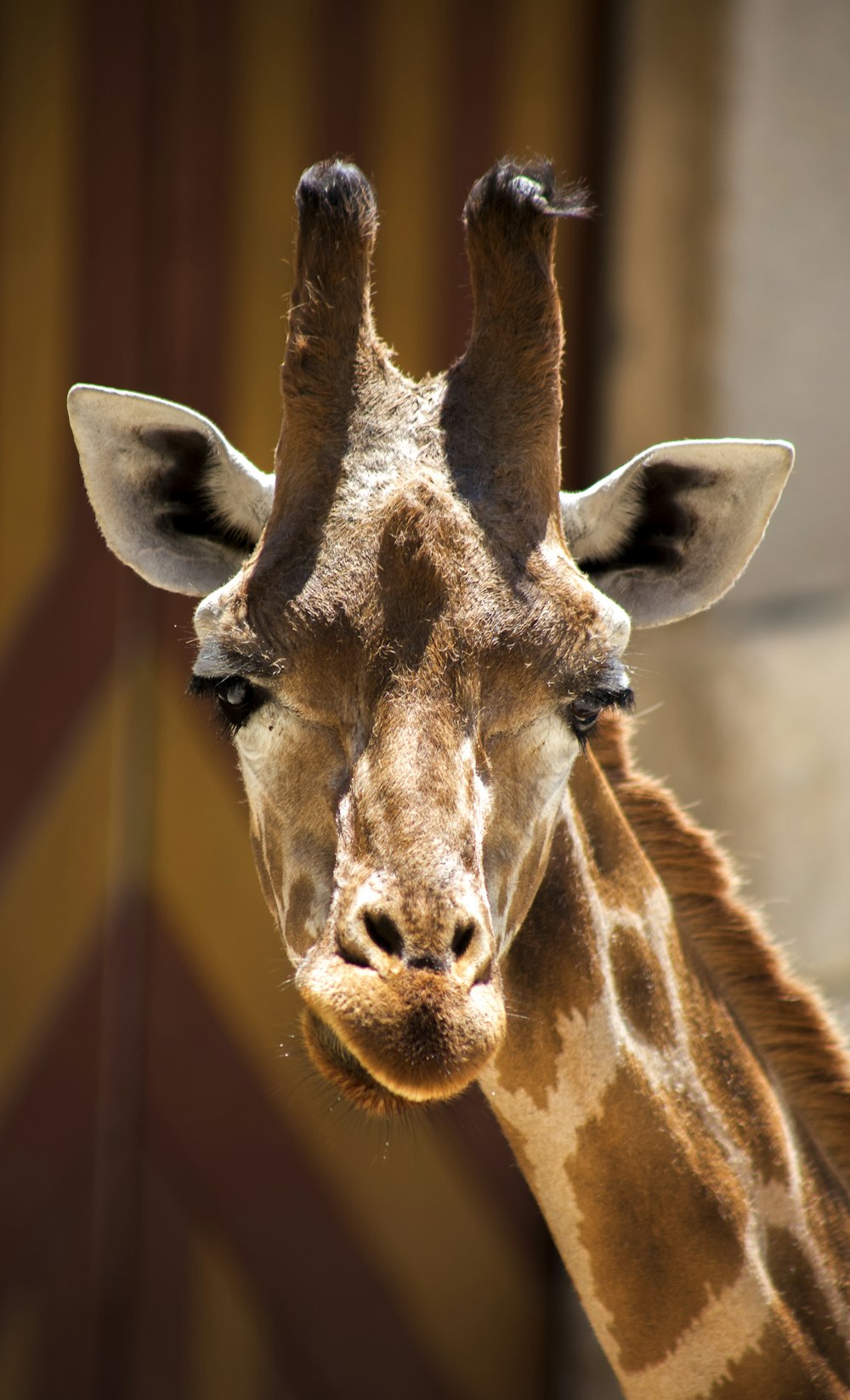 fotografia em close-up da girafa durante o dia