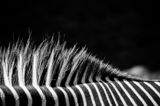 white and black zebra on grayscale photography