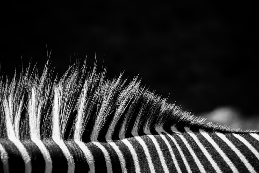 Weißes und schwarzes Zebra auf Graustufenfotografie