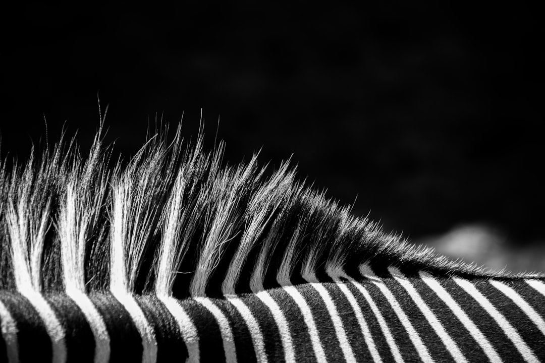  white and black zebra on grayscale photography zebra