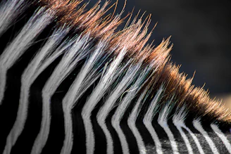 zebra in close-up photography
