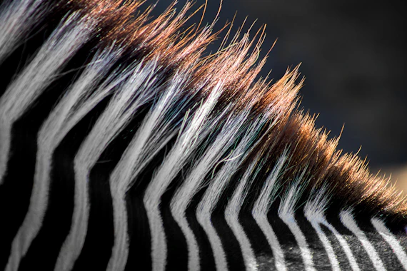 zebra in close-up photography