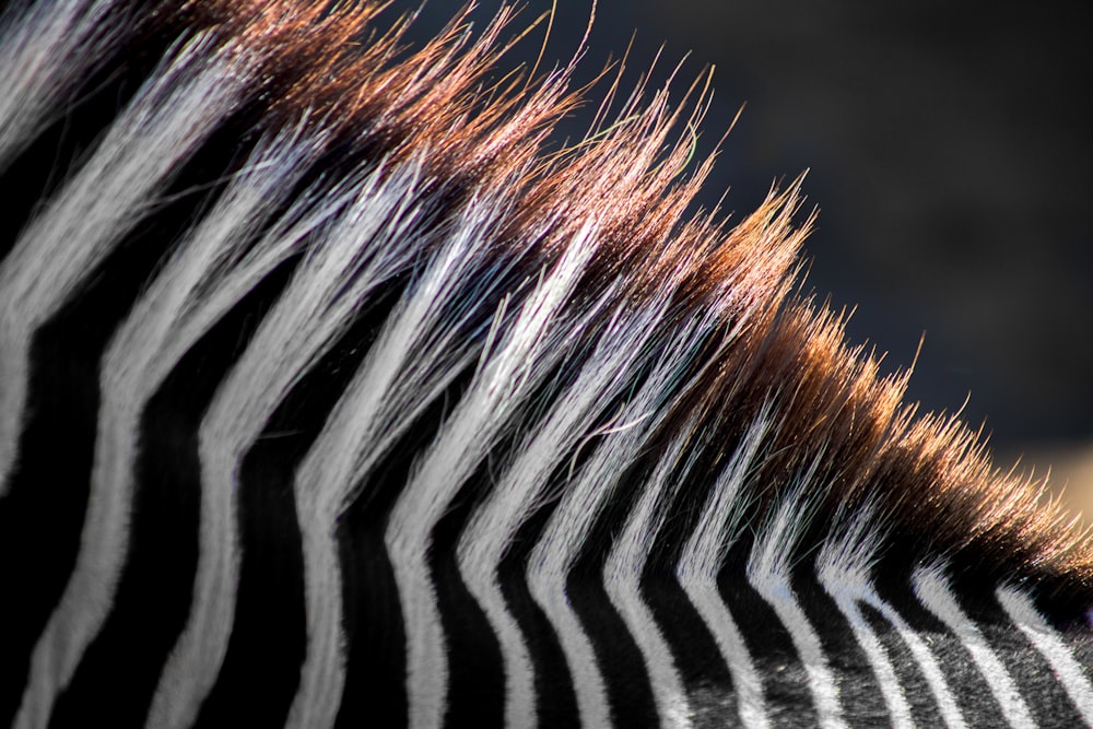 zebra in fotografia ravvicinata
