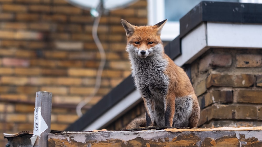 brown and gray fox