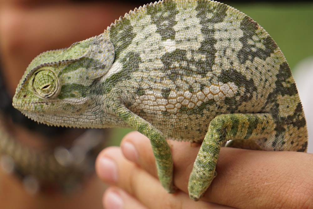green and gray bearded dragon on humans hand