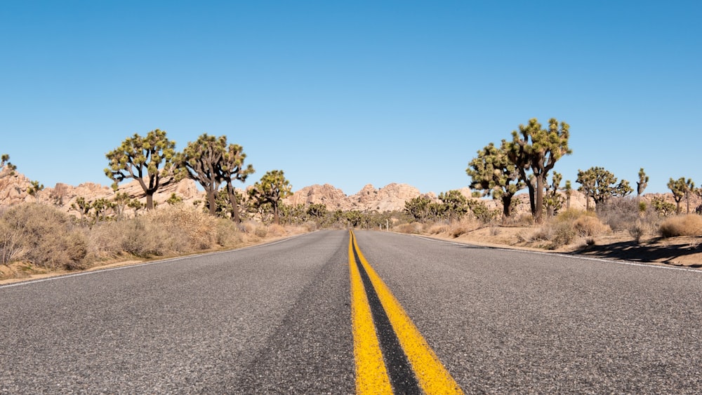 empty road between tall tress during daytime