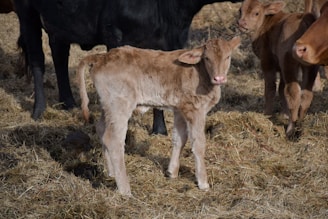 A young calf stands on a bed of hay with other calves and a cow nearby. The calf has a light brown coat and is looking directly at the camera. Sunlight casts shadows on the ground, enhancing the textures in the hay.