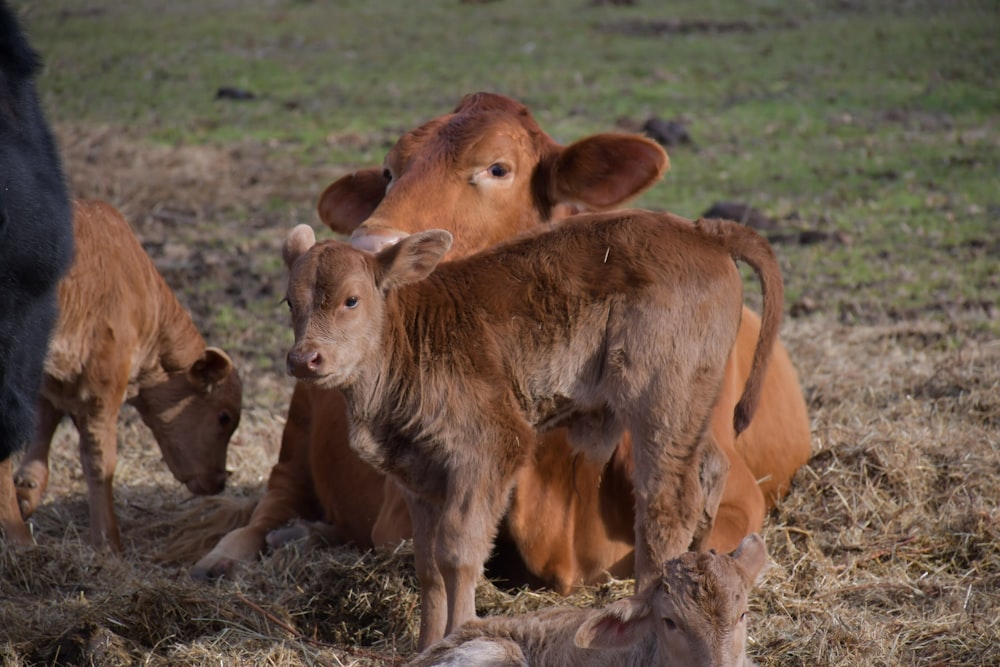 shallow focus photo of brown calf