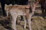 A light brown calf stands on a bed of straw, looking towards the camera with a curious expression. Its slightly oversized ears stick out to the sides, and it has a pink muzzle. Other cows are partially visible in the background, contributing to a pastoral farm setting.