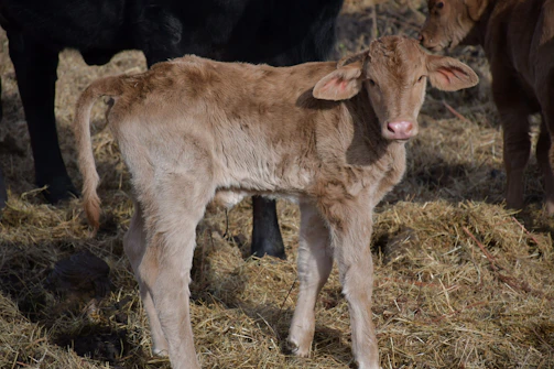 A playful calf looking curiously at the camera.
