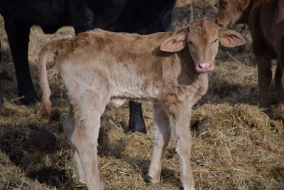 A light brown calf stands on a bed of straw, looking towards the camera with a curious expression. Its slightly oversized ears stick out to the sides, and it has a pink muzzle. Other cows are partially visible in the background, contributing to a pastoral farm setting.