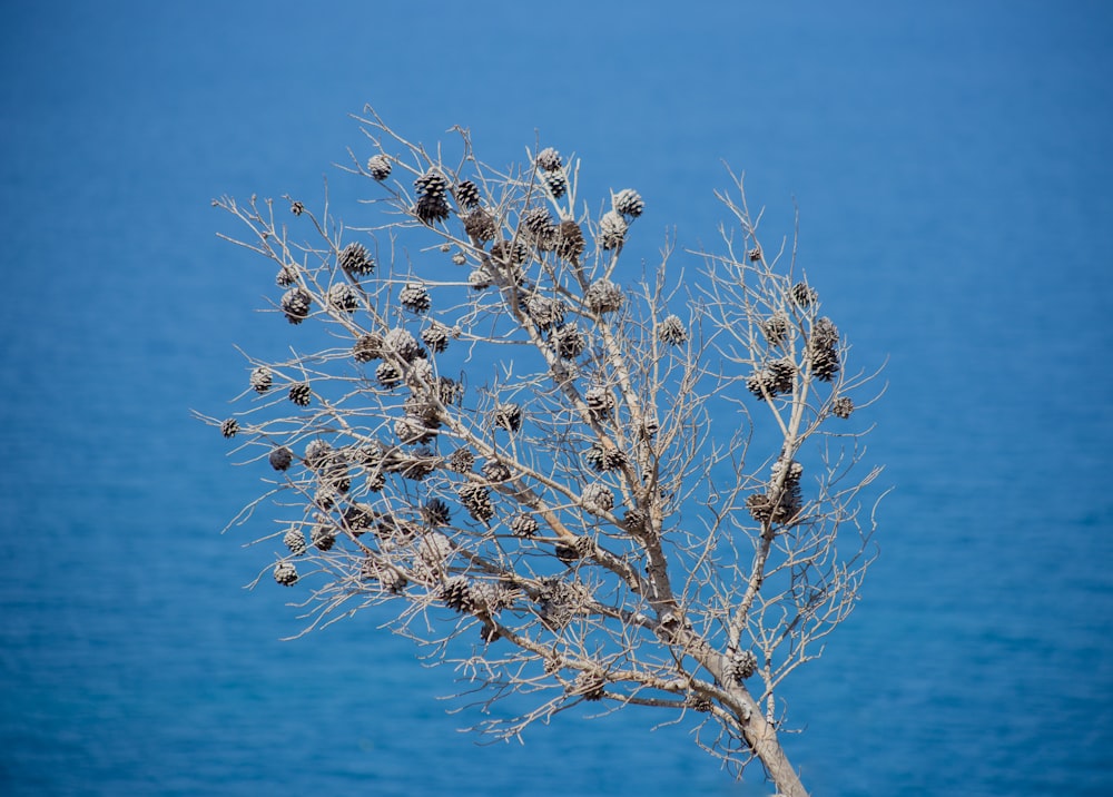 dried plant