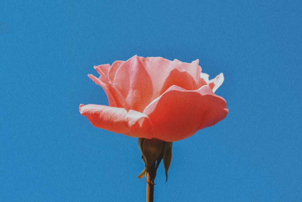 pink rose in close-up photography