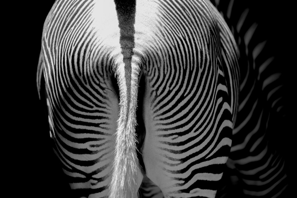 Cauda de zebra branca e preta
