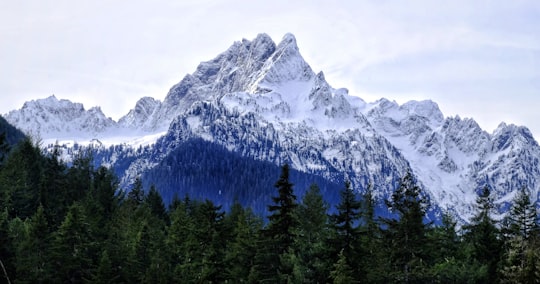 trees under snow capped mountain in Darrington United States