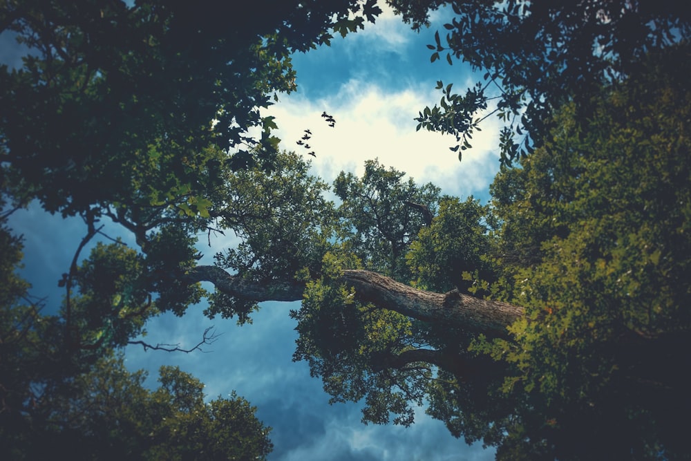 green tall trees under white and blue cloudy sky