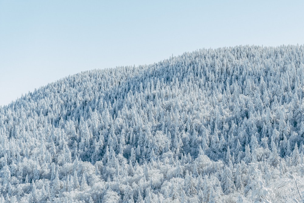 mountain covered with trees during daytime