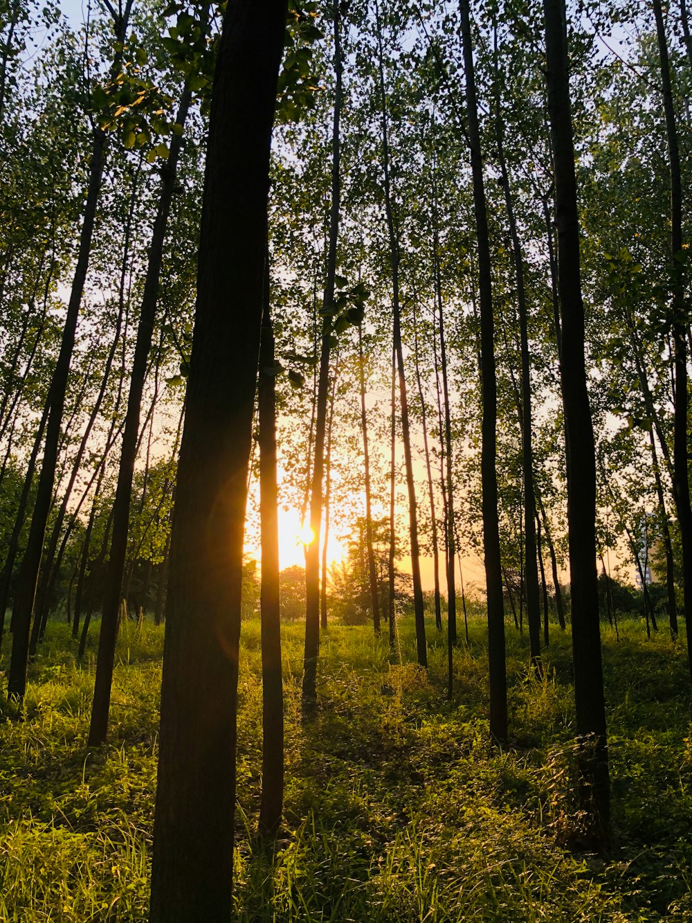 forest trees during golden hour