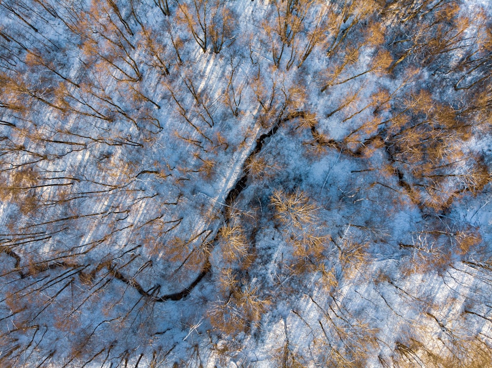 arbres sur la neige
