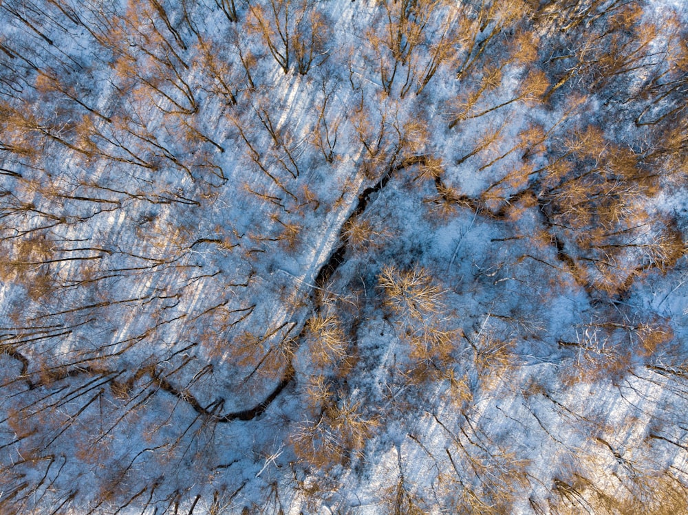 trees on snow