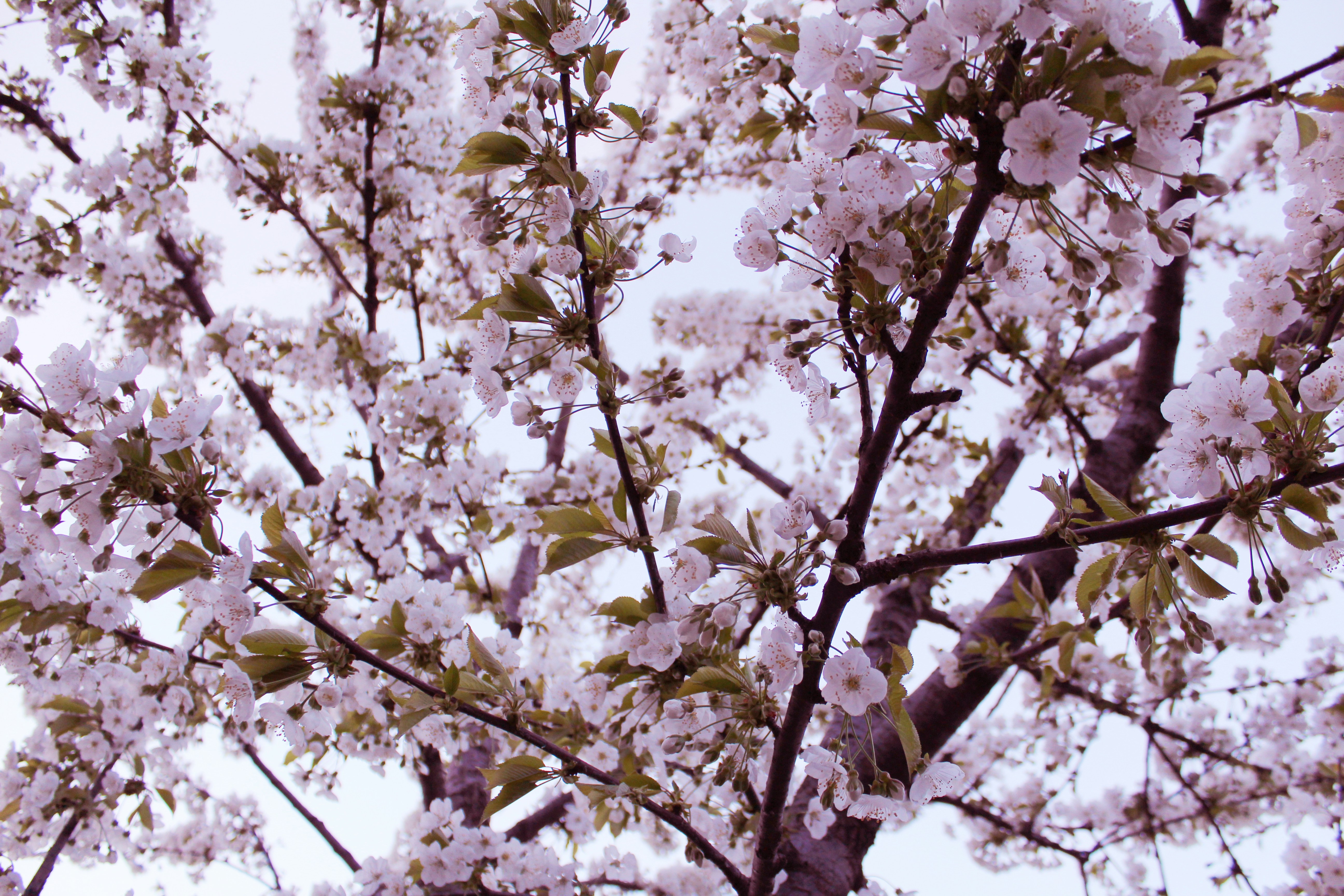 Photo by alexyadarkness