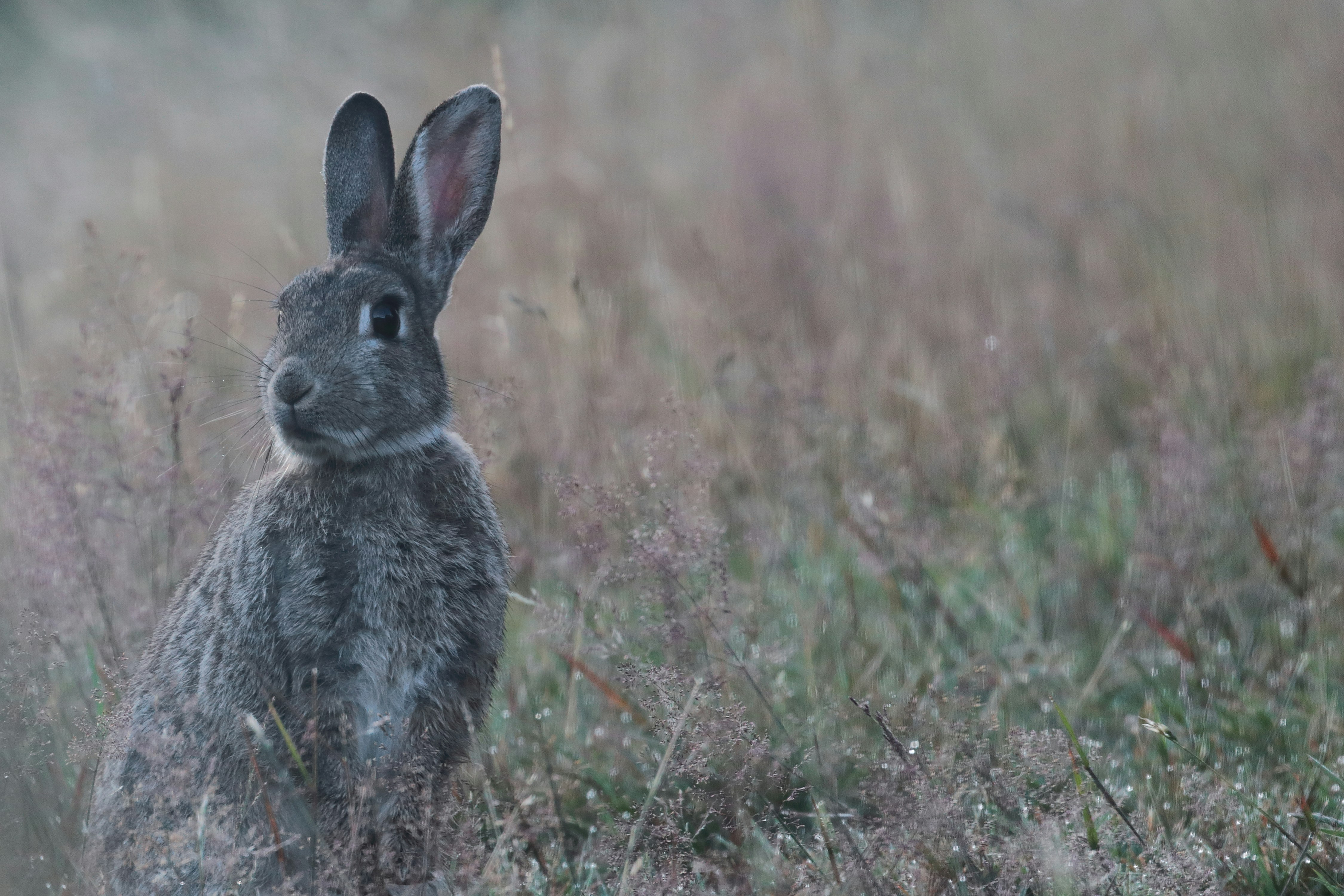 gray rabbit on green grass field