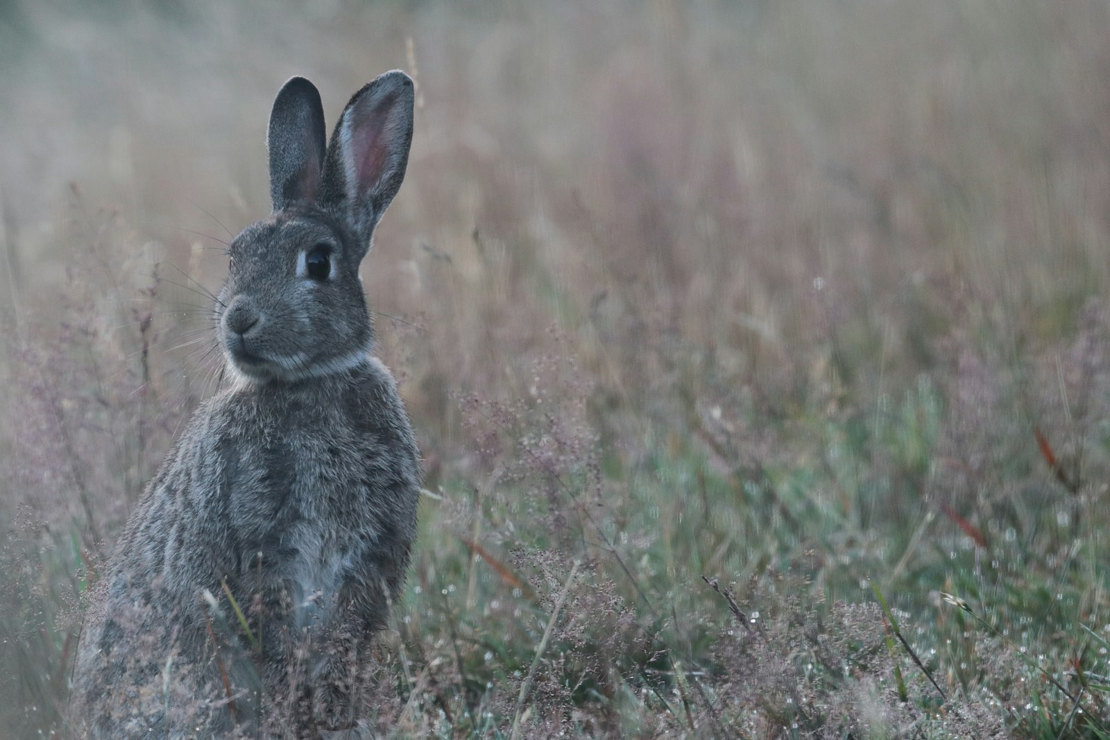 Canon EOS 80D + Canon EF 100-400mm F4.5-5.6L IS II USM sample photo. Gray rabbit on green photography