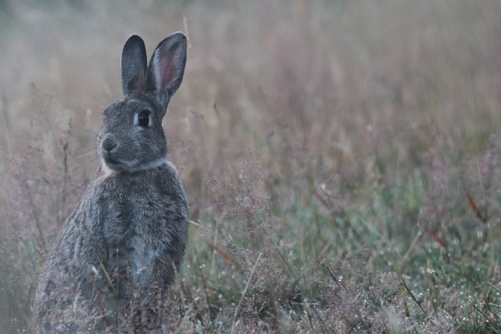 gray rabbit on green grass field