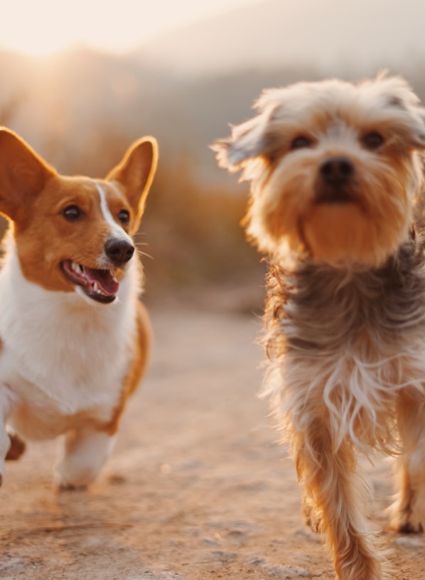 two brown and white dogs running dirt road during daytime