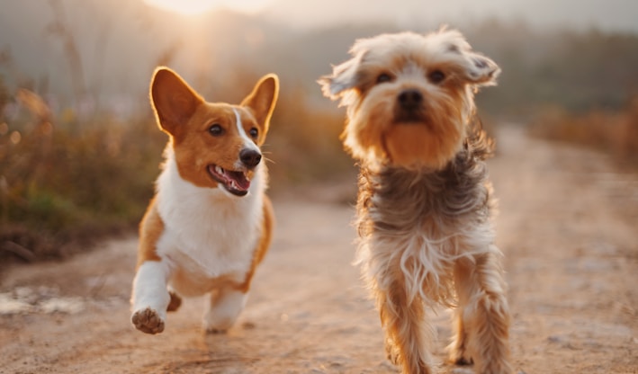 two brown and white dogs running dirt road during daytime