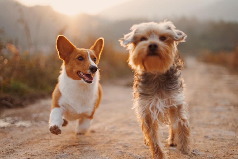 Dos perros marrones y blancos corriendo por caminos de tierra durante el día