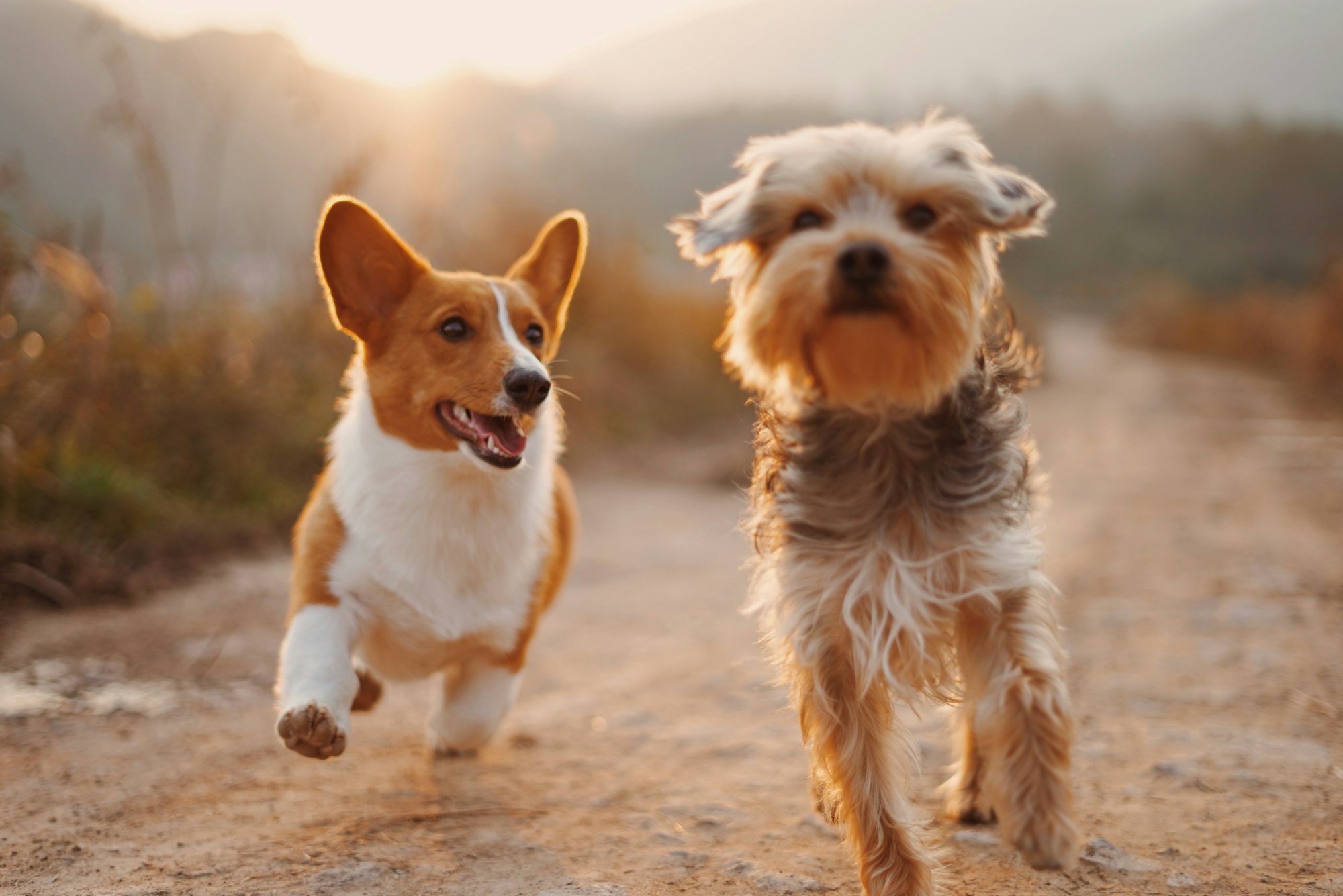 two brown and white dogs running dirt road during daytime - gps dog fence system