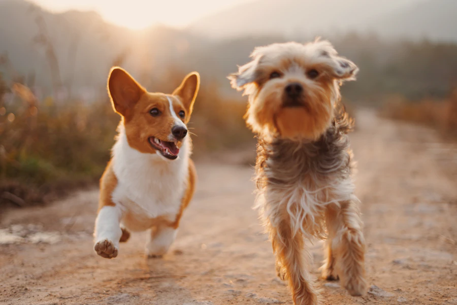 Happy dogs running outdoors