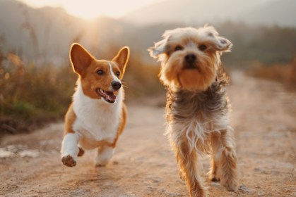Dogs playing
