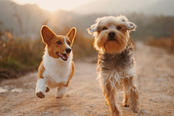 Feed & Petfood