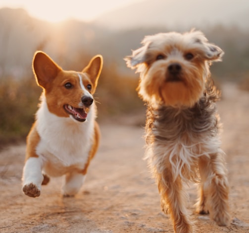 two brown and white dogs running dirt road during daytime