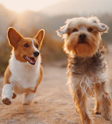 two brown and white dogs running dirt road during daytime