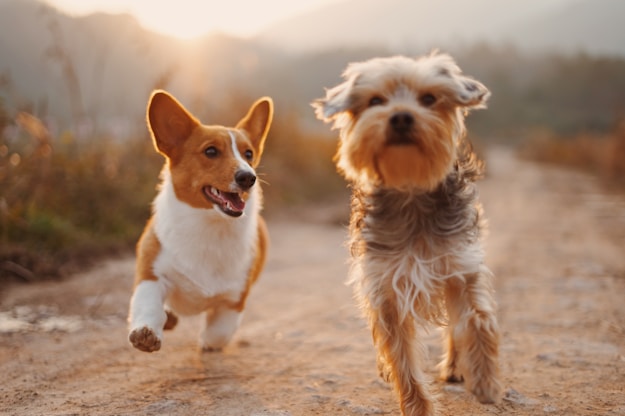 two brown and white dogs running dirt road during daytime