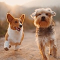 two brown and white dogs running dirt road during daytime