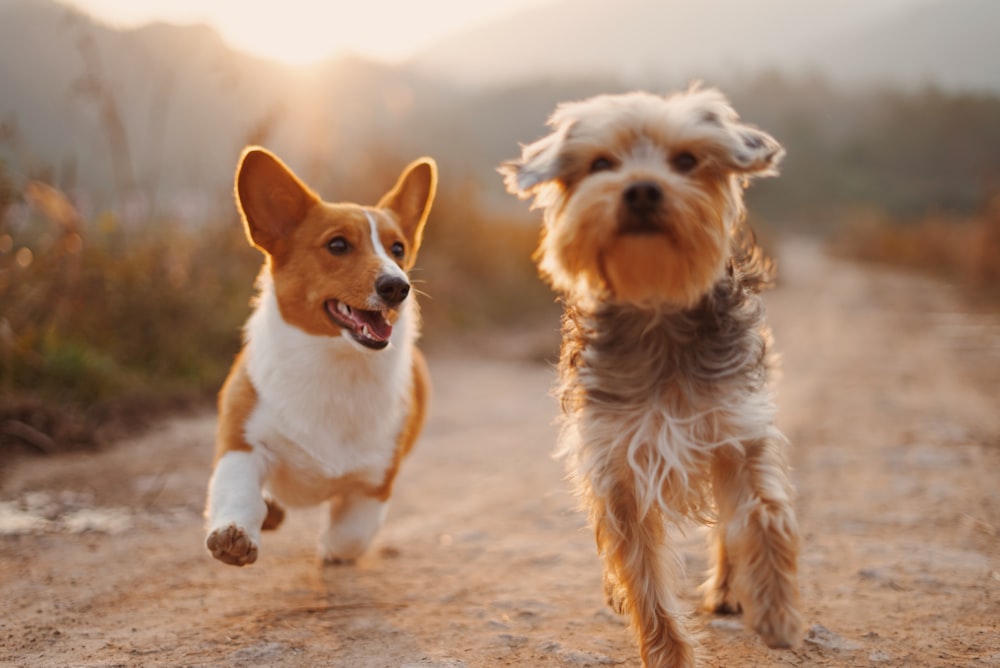 昼間、未舗装の道を走る2匹の茶色と白の犬